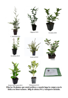 Pack de 50 plantas de seto (18)
